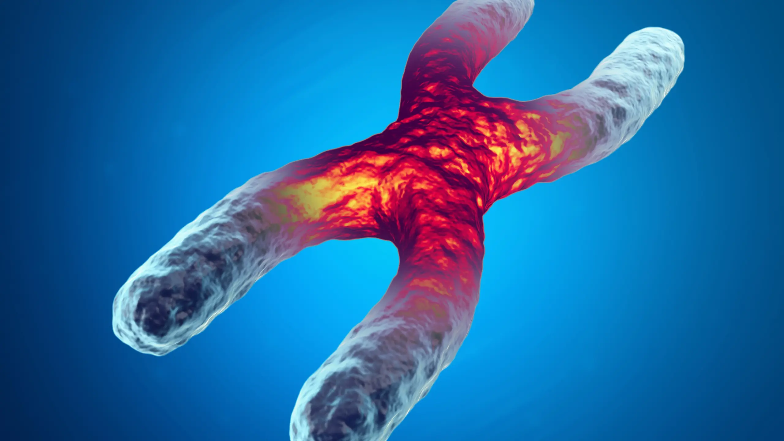 Telomere and chromosome concept